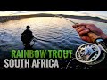 Rainbow Trout In The Winterberg Mountains Of South Africa Thrift Dam