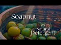 Soapnut as natural detergent | മണ്ണിൽ വിളഞ്ഞ സോപ്പ് | Soap Berries | Sarang Family |