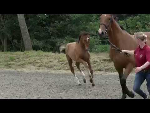 STALL STECHER Holsteiner SF v. Alcatraz - Clearway