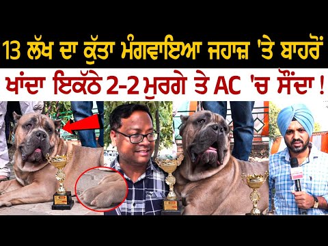 Dog show: 13 Lakh ਦਾ ਕੁੱਤਾ ਮੰਗਵਾਇਆ ਜਹਾਜ਼ 'ਤੇ ਬਾਹਰੋਂ, ਖਾਂਦਾ ਇਕੱਠੇ 2-2 ਮੁਰਗੇ ਤੇ AC 'ਚ ਸੌਂਦਾ !