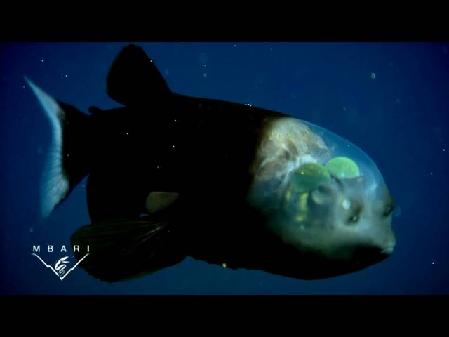 MBARI researchers Bruce Robison and Kim Reisenbichler used video taken by unmanned, undersea robots called remotely operated vehicles (ROVs) to study barreleye fish in the deep waters just offshore of Central California. The ROV video revealed a previously undescribed feature of these fish—its eyes are surrounded by a transparent, fluid-filled shield that covers the top of the fish's head. <em>Macropinna microstoma</em>