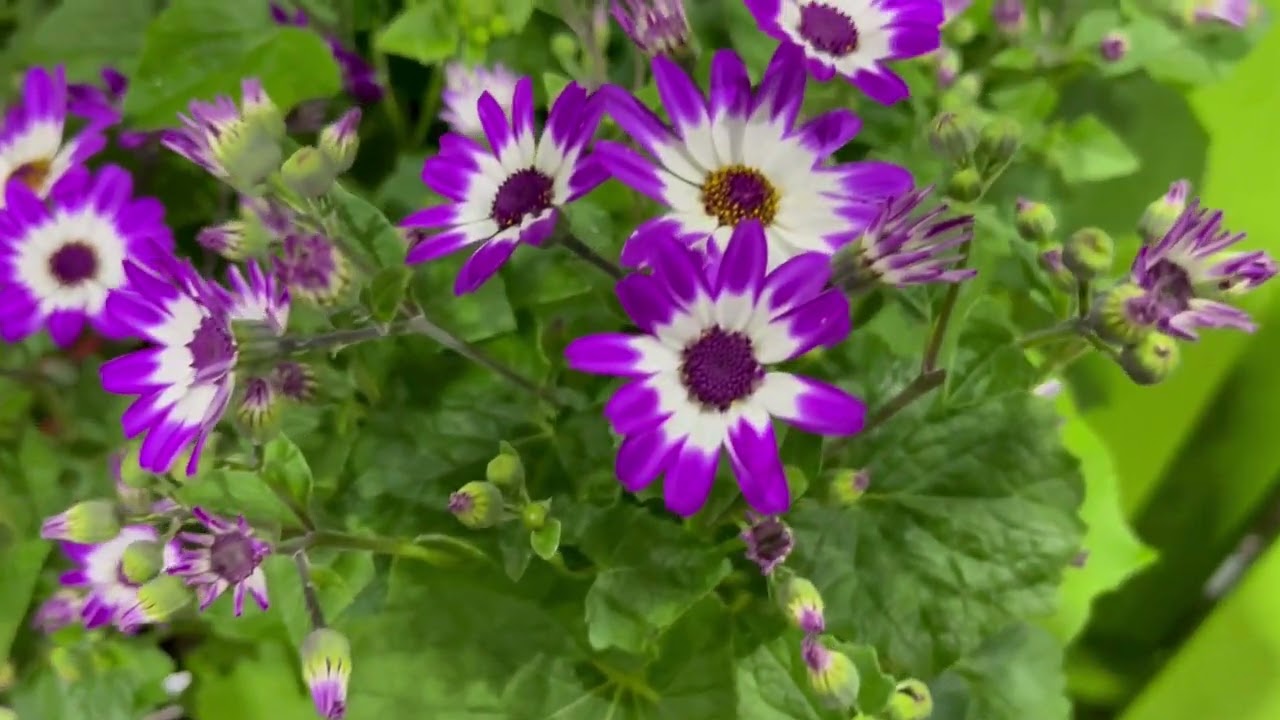 Senetti Plant Profile