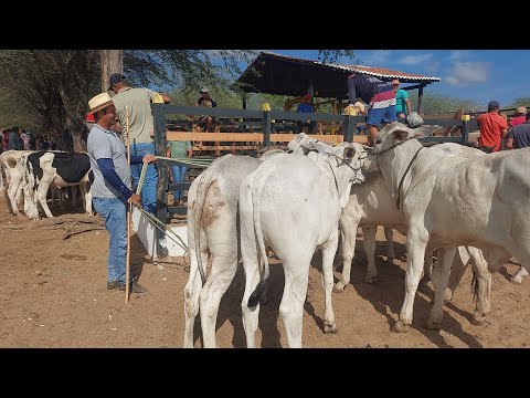 08/12/2025  JUNTAS DE GARROTES NA FEIRA DO GADO EM CUSTÓDIA PERNAMBUCO BRASIL 