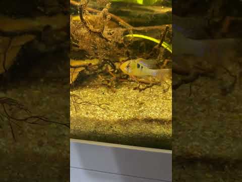 IMG 0631 #nature rio atabapo aufnahme