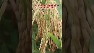 Download lagu RICE WEIGHT INCREASES 4X FOLD USING THIS ZPT mp3