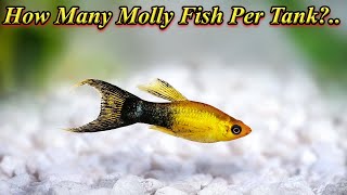 How Many Molly Fish Can We Keep In A Tank?.. Problems In Crowding, Overfeeding / Fish Aquarium Tamil