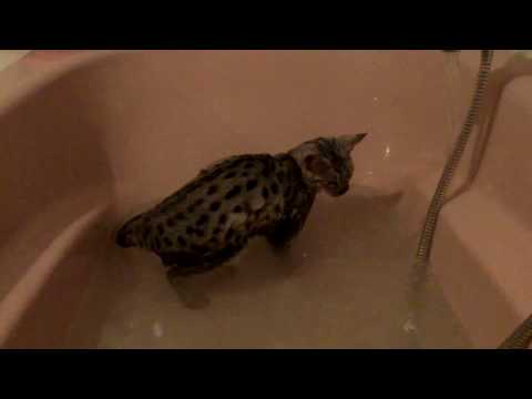 Savannah Cat Lumen taking a bath