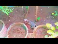 Kitten Killed By Male Cat It S Hard On Her Mother