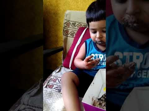 A strong tiger cought on cam eating chocolate cake