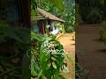A Beautiful KERALA House That Will Captivate Your Heart Gardeningideas Homegardenideas Home