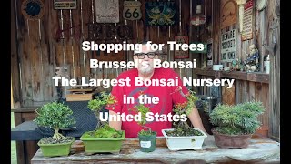 My bonsai haul from Brussel’s Bonsai 