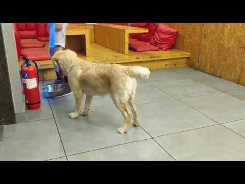 #Dog #Dog funny #Funny Dog #Dogs / Pixie My Angel...