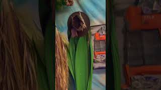 Download lagu #share #KingMorelli #artgalery #artandhiphop #artshow #music #fyp #trending #love mp3