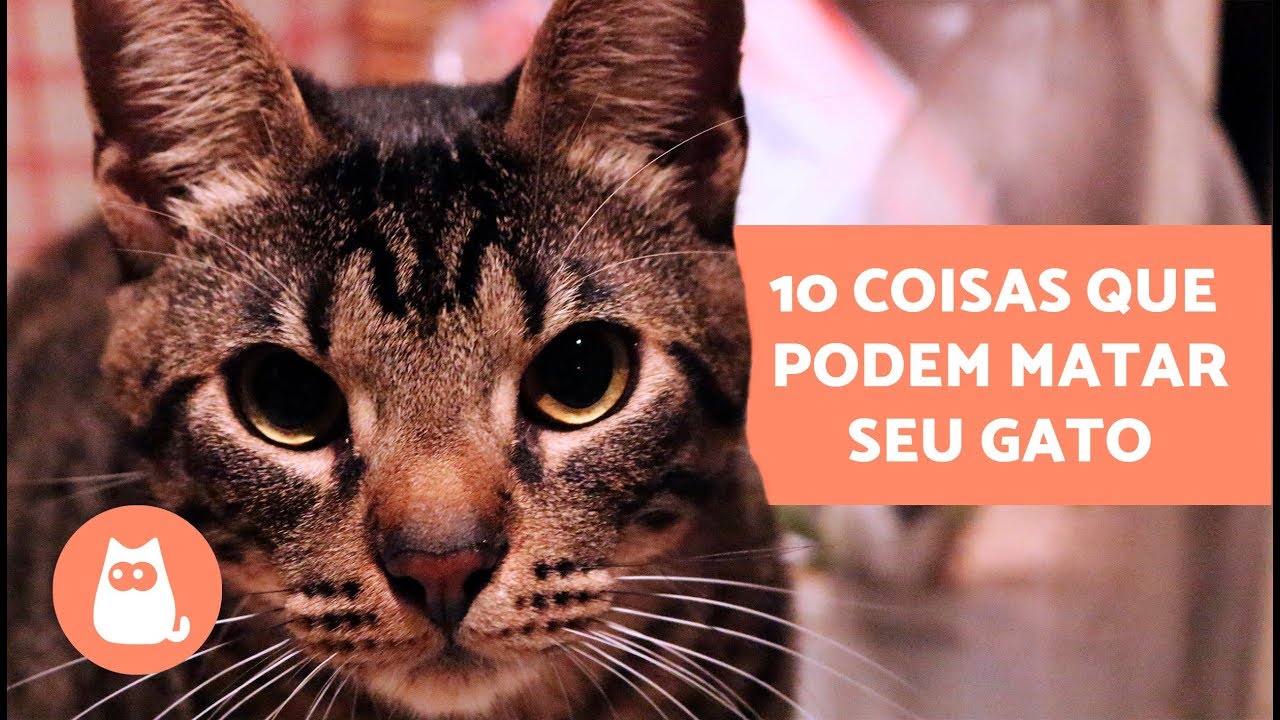 10 coisas que podem matar seu gato e você tem em casa
