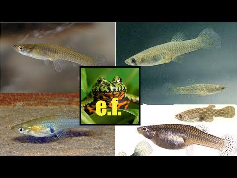 Quale medicina bere per prevenzione di vermi Tipi di helminths nella persona