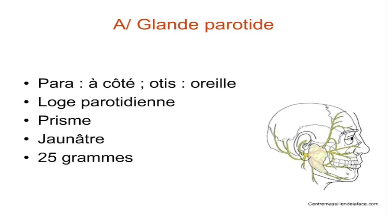 Physiologie salivaire