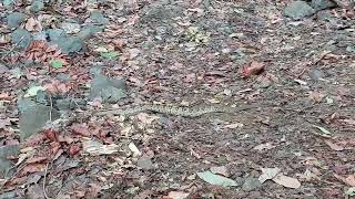 Rattler crossing.