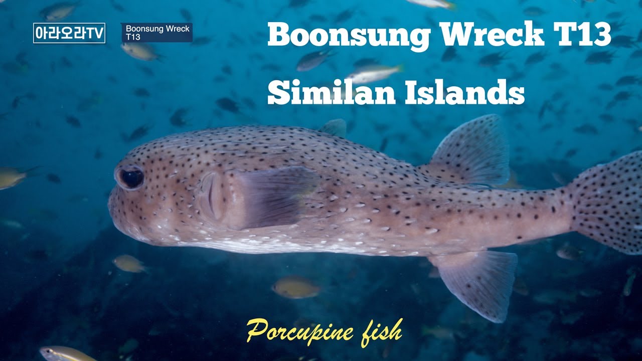 Boonsung Wreck, T13, Thailand