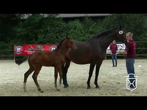 RD084 Stutfohlen von Casall   Contender   Lasino