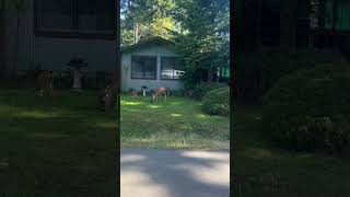 A Doe and Two Fawns #nature #shortsfeed #shorts