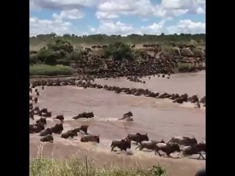 Serengeti wildebeest migration