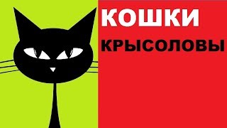 Лучшие породы кошек для ловли крыс