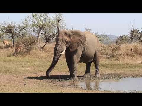 Bull elephant at a watering hole