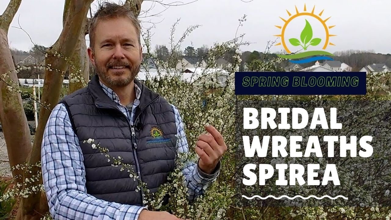 Where to Buy Bridal Wreath Spirea