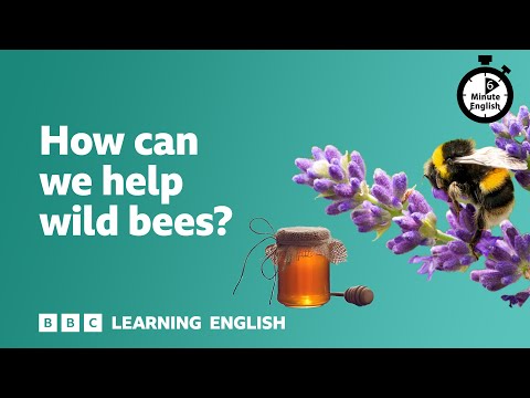 【聽Podcast聽英文】如何幫助野生蜜蜂? (How can we help wild bees? ⏲️ 6 Minute English)