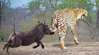 Mother Warthog Knock Down Cheetah Into Air To Rescue Her Baby - Warthog vs Lions, Leopard, Cheetah