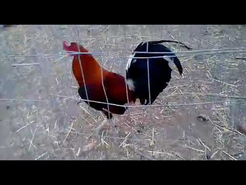 3 pollos kelso x leiper y 2 Albany x Rh union de tula jal 2018