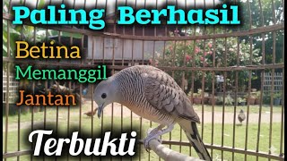 Download lagu Pancingan perkutut betina memanggil jantan mp3