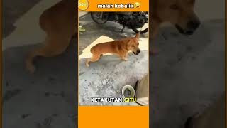 Download lagu CHASED BY A DOG RUNNING ❎ CHASE BACK ✅ #hilarious #funny mp3