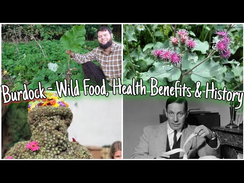 , title : 'Burdock - Wild Food, Health Benefits, Identification & History (Foraging For Burdock Root)'