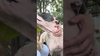 Video preview image #1 Mutt Puppy For Sale in Rowlett, TX, USA