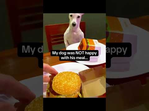 Funny and cute dogs compilation#funnydogs#cute#doglover#doglife#cure#dogshorts#pet#doglife#dogshorts