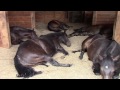Horses Peacefully Farting And Snoring
