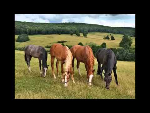 Seno a stáj  / smlk /