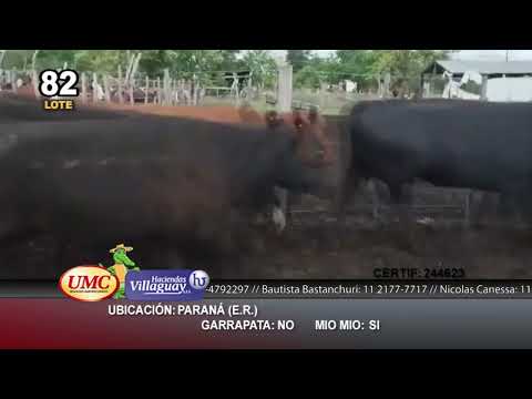 Lote 40 Vacas nuevas C/ cria en Paraná, Entre Ríos