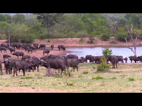South African Safari Day