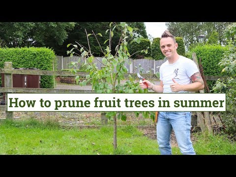 How to prune fruit trees in summer