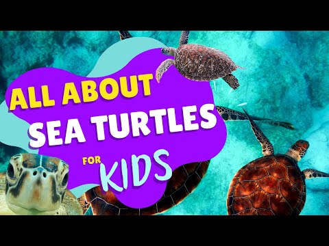 All About Sea Turtles - Facts for Kids