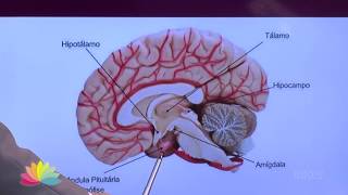 Dúvidas sobre atrasos na menstruação - Dr. Belarmino