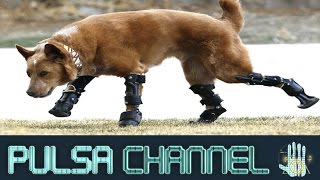 TOP 10 Animales a Los Que Les Salvó la vida una impresora 3D