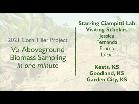 Aboveground Biomass Sampling: 1 Minute Protocol