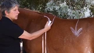How to measure your Horses Back Length for Saddle Fitting