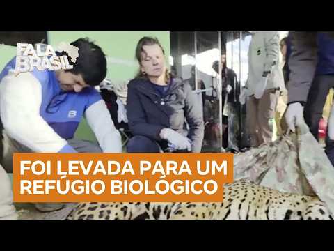 Onça-pintada é resgatada em área urbana de Foz do Iguaçu (PR)
