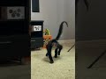 The World’s Friendliest and Clumsiest Spider Monkey