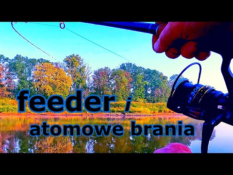 Feeder rzeczny z atomowymi braniami. Taktyczne podejście gdy ryby nie biorą.