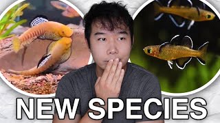you NEVER heard of these aquarium fish before | CRAZY Aquatic Update JUST DROPPED